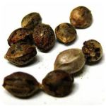 Семена марихуаны АК-47  (Seeds AK-47) в Рошале